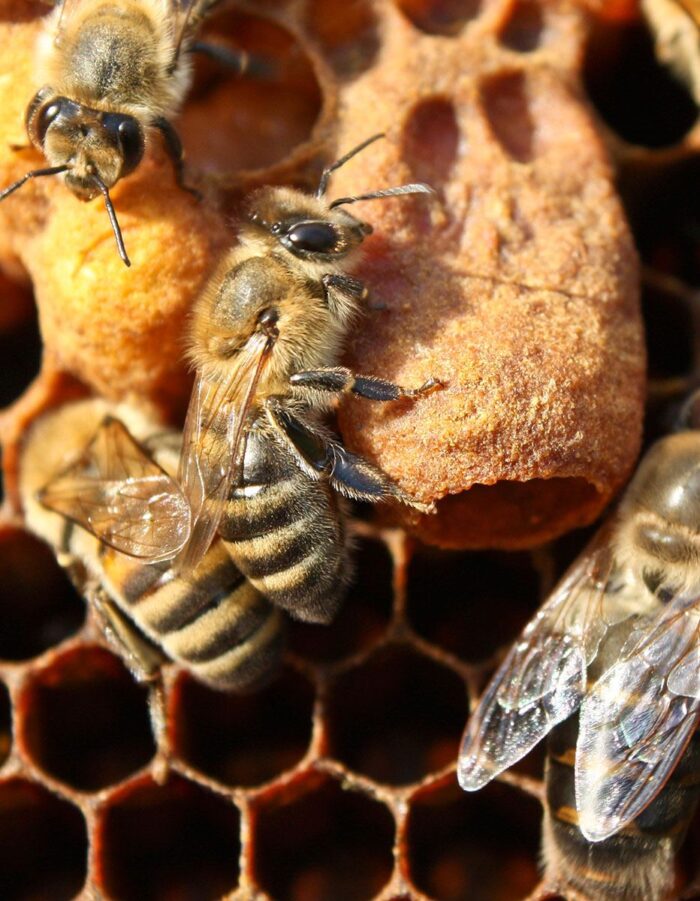 imker-galerie-website-1200_hw