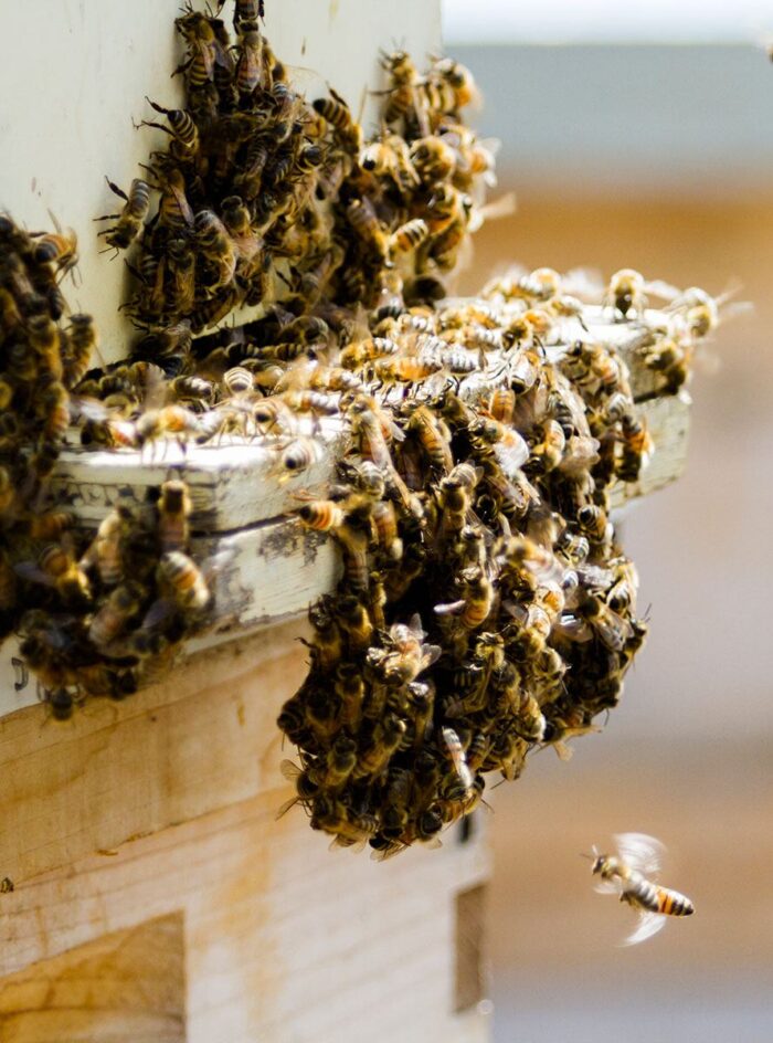 imker-wordpress-galerie-website-1200_hw