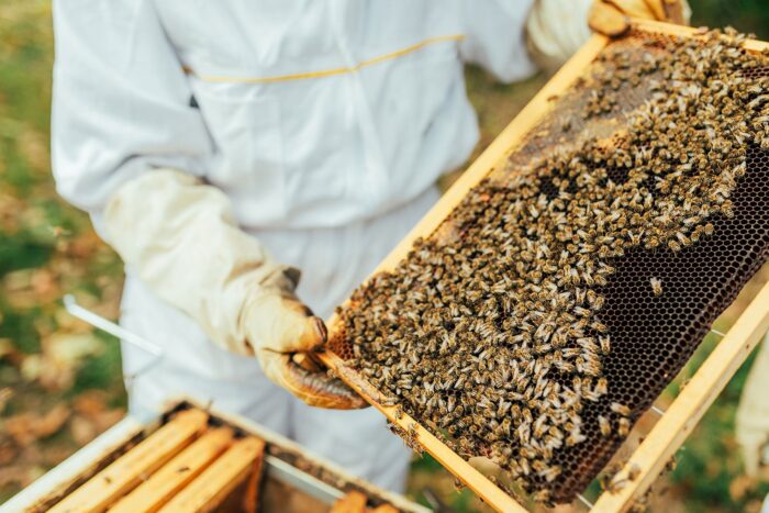 imkerei-galerie-webseite-1200_hw